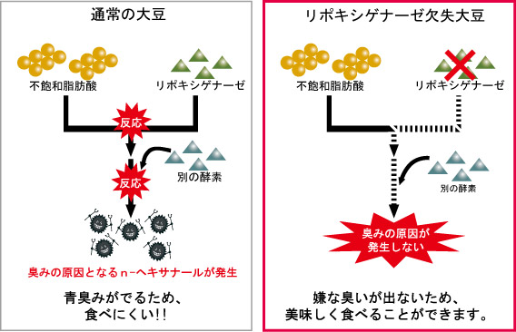 大豆の青臭み発生メカニズム