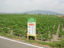 契約栽培圃場看板