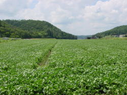 >大豆開花期の大豆圃場